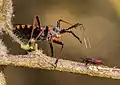 Juvénile d’O. lavaterae prédaté par un Reduve.