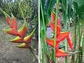 Au Costa Rica.