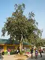 Arbre adulte, aux Philippines