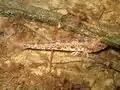 Pomatoschistus microps