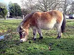 Poney de New Forest.