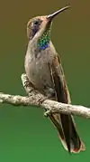 Colibri de DelphineColibri delphinae.