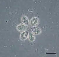 Colonie de Codosiga sp.(isolée d'un échantillon de sol sibérien)