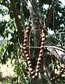 Fruit