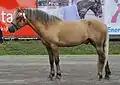 Un etalon bai silver.