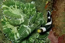 Stichodactyla haddoni