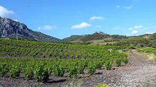 Vignoble de Maury