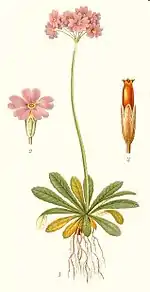 Planche botanique.