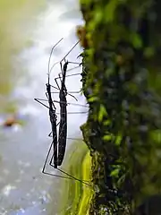 Hydrometra stagnorum, accouplement