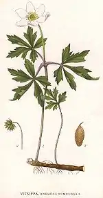 Anémone sylvie