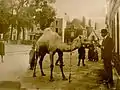 Fernand Cadoret (1855-1918) : Victor Robic donnant à manger à un dromadaire (photographie début XXe&nbsp;siècle)