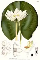Nymphæa candida (en)C.Presl.