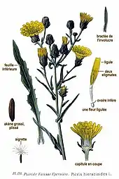 Caractéristiques.