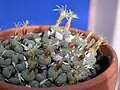 Conophytum calitzdorense