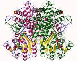 Image illustrative de l’article 6-Phosphogluconate déshydrogénase