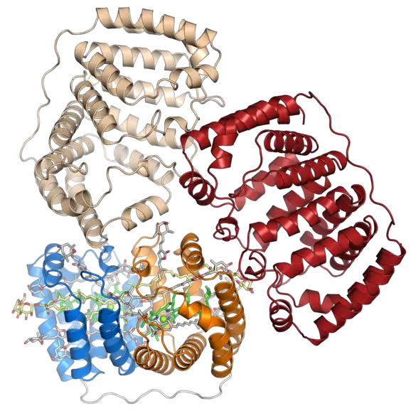 Représentation du trimère dont on pense qu'il est la forme biologiquement active du complexe PCP d'A. carterae&nbsp;(en). Seule la protéine est représentée pour les monomères en haut et à droite, tandis que l'ensemble des éléments du complexe sont représentés pour le monomère inférieur gauche (PDB&nbsp;1PPR)