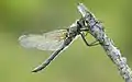Cordulia shurtleffii