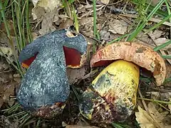 Le Bolet vieux rose (Imperator rhodopurpureus)