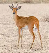Redunca redunca