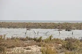 Image illustrative de l’article Lac Bardawil