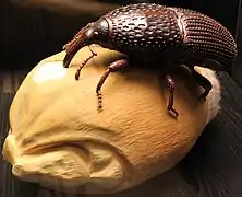 Sitophilus granarius sur un grain de blé, 1935, échelle 50:1