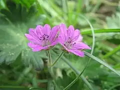Cyme biflore