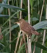 Rousserolle effarvatte