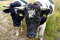Vaches (sur le Oud-Reemsterveld)