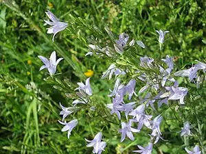Fleurs de Campanule raiponce.
