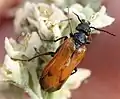 Imago
