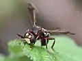 Femelle Conops vesicularis (Hardt, Bade-Wurtemberg, Allemagne)