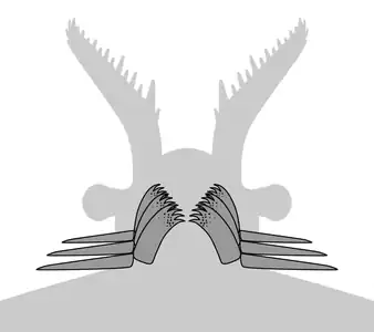 Vue ventrale d'un radiodont généralisé porteur de GLS, montrant 3 paires de structures de type gnathobase (GLS) et les lambeaux antérieurs correspondants.