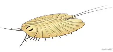 Reconstitution de Cheloniellon calmani&nbsp;(en) montrant la morphologie dorsale et une partie des appendices ventraux.