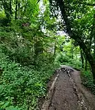 Chemin forestier
