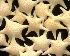 Foraminifères Baculogypsina sphaerulata d'Hatoma, au Japon. Largeur de champ = 5,22&nbsp;mm.