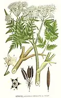 Myrrhis odorata(L.) Scop.