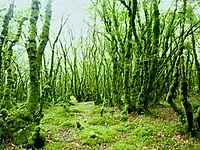 La forêt du Duc, une forêt moussue.
