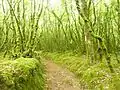 La forêt du Duc, une forêt moussue 2.