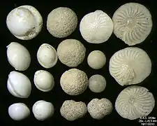 Foraminifères de la Mer Adriatique, île de Pag -60 m. Largeur de champ = 5,5&nbsp;mm.
