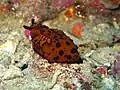 Mollusque Berthella