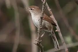 Bouscarle de Cetti.