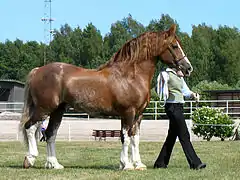 Welsh cob