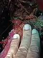 Crevettes