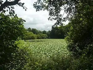 L'étange no&nbsp;3 de Rosporden, presque totalement recouvert de nénuphars.