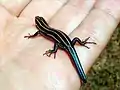 Plestiodon inexpectatus, d'aspect similaire