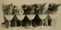 Cocktail de chatons