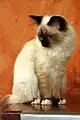 Un sacré de Birmanie « mitted »
