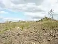 La lande près du sommet de Ty Coz (un des sommets des Montagnes Noires) 2.