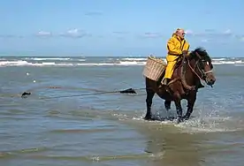pêcheur à cheval tirant le filet qu'on voit largement déployé dans l'eau