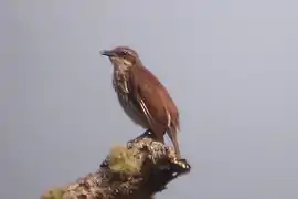 Rhabdornis inornatus